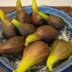 Roots Plants Brown Turkey Fig Tree Fruits