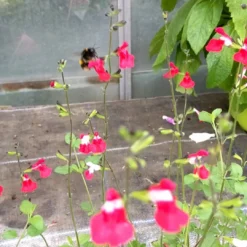 Roots Plants Salvia 'Hot Lips'