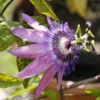 Roots Plants Other Climbing Plants Passiflora Amethyst Lavender Lady 3L