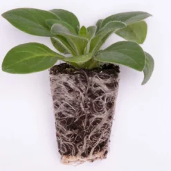 Roots Plants Bacopa 'Megacopa White' Jumbo Plug Plants