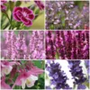 Roots Plants Pink & Purple Perennial Plants Collection | Flower, Foliage And Height