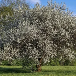 Roots Plants Opal Plum Tree Fruits
