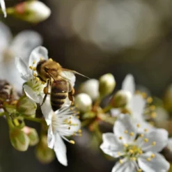 Roots Plants Fruits Shropshire Prune Damson Tree