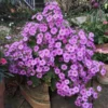 Roots Plants Primula 'Ooh La La Pastel Pink' 3L Pot