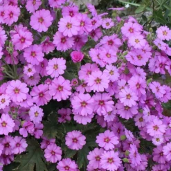 Roots Plants Primula 'Ooh La La Pastel Pink' 3L Pot