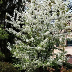 Roots Plants Trees & Shrubs Professor Sprenger' Crabapple Tree