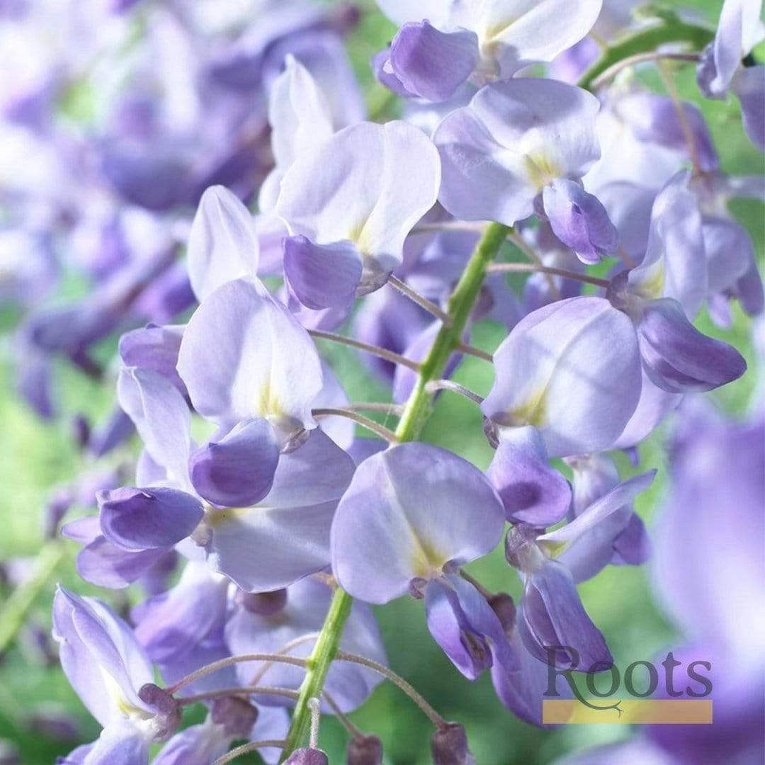 Roots Plants Wisteria Sinensis 'Prolific' | On A 90cm Cane In A 3L Pot 7 Roots Plants Wisteria Sinensis 'Prolific' | On A 90cm Cane In A 3L Pot