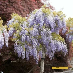Roots Plants Wisteria Sinensis 'Prolific' | On A 90cm Cane In A 3L Pot 14 Roots Plants Wisteria Sinensis 'Prolific' | On A 90cm Cane In A 3L Pot
