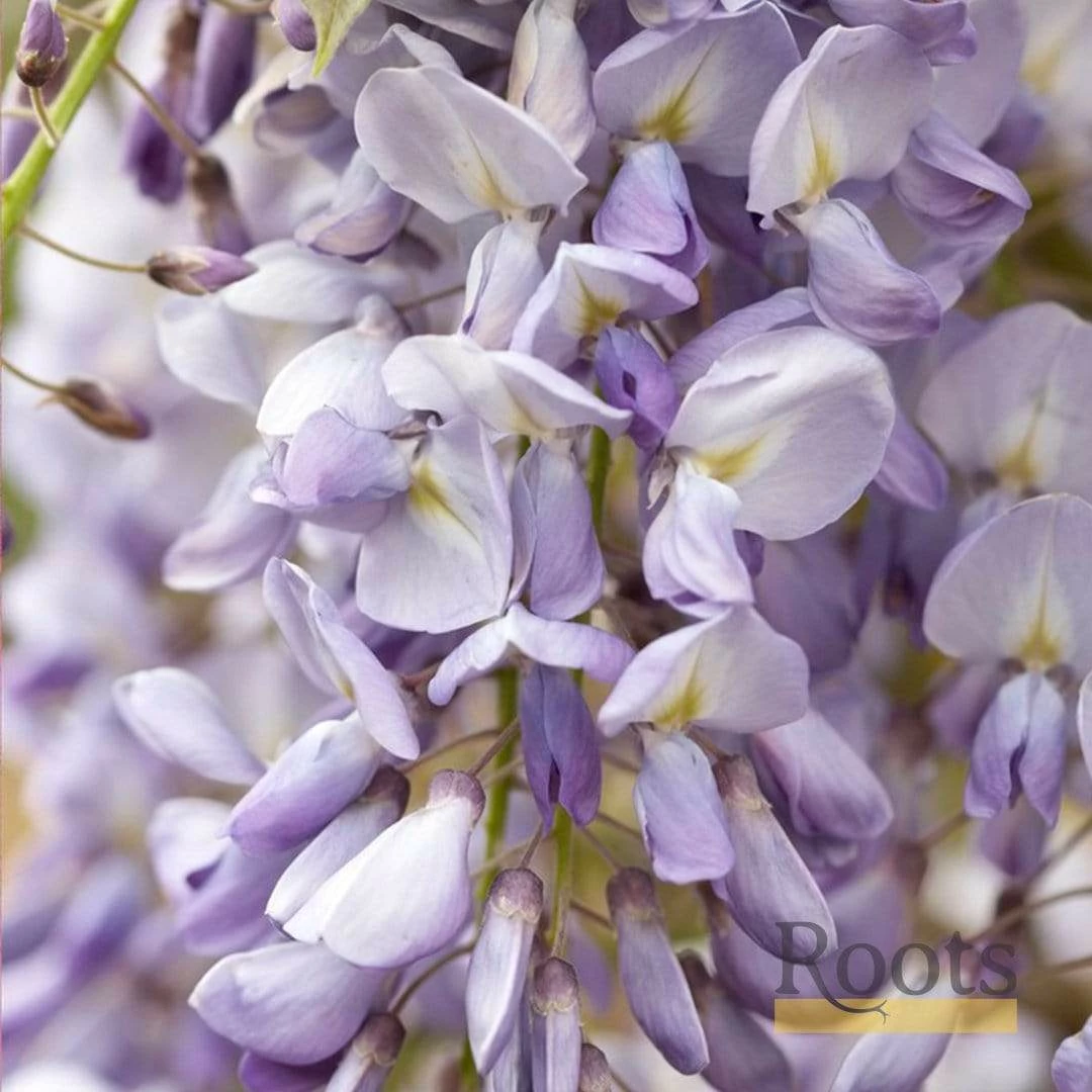 Roots Plants Wisteria Sinensis 'Prolific' | On A 90cm Cane In A 3L Pot 9 Roots Plants Wisteria Sinensis 'Prolific' | On A 90cm Cane In A 3L Pot