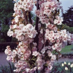 Roots Plants Trees & Shrubs Flagpole' Cherry Blossom Tree | Prunus Amanogowa 9 Roots Plants Trees & Shrubs Flagpole' Cherry Blossom Tree | Prunus Amanogowa