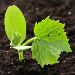 Roots Plants All Vegetable Plants 3 Organic 'Hundredweight' Pumpkin Plants