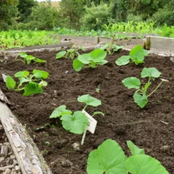 Roots Plants 3 Organic 'Custard White' Summer Squash Plants