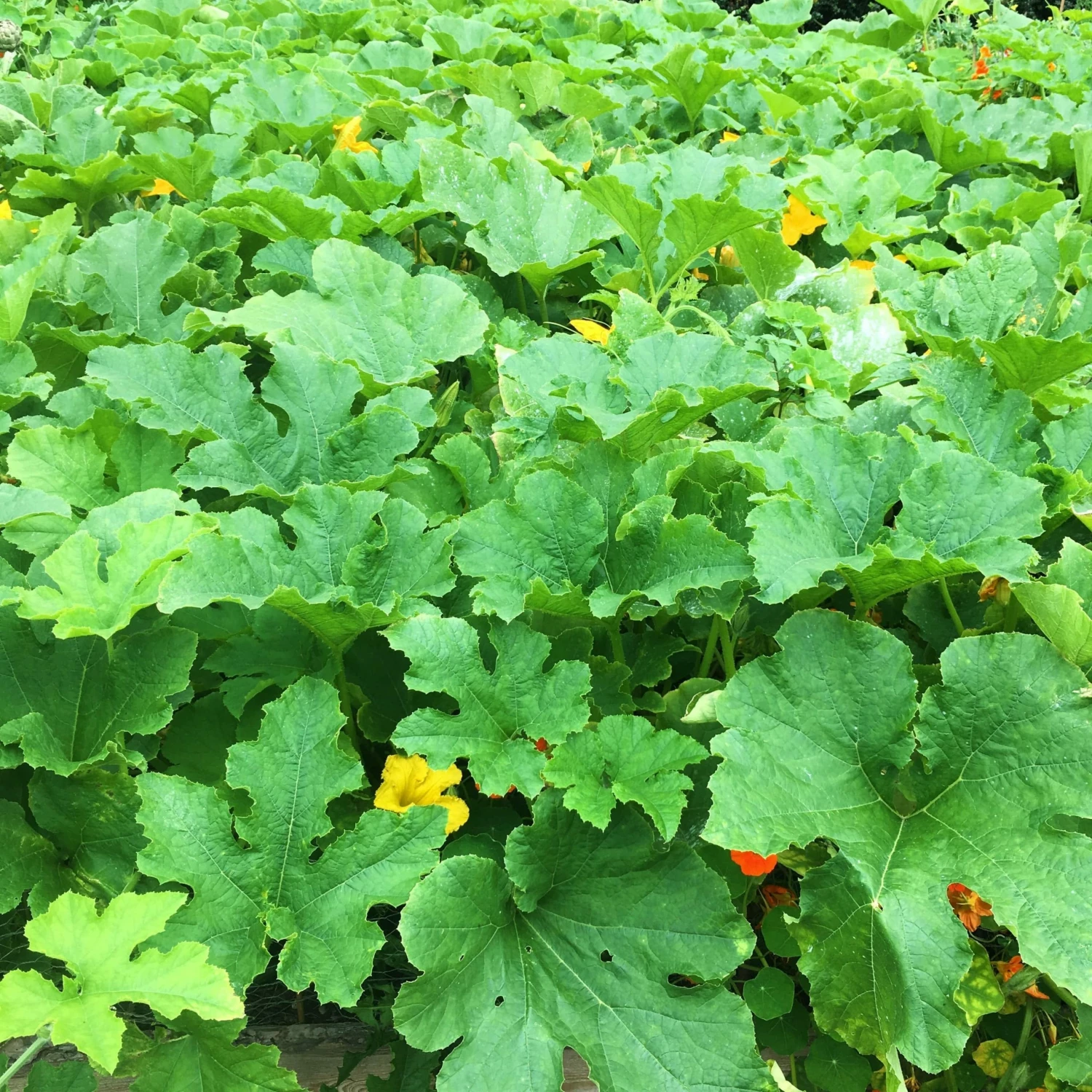 Roots Plants 10 Organic 'Giant Prague' Celeriac Plants 12 Roots Plants 10 Organic 'Giant Prague' Celeriac Plants