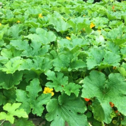 Roots Plants 3 Organic 'Cornells Bush Delicata' Winter Squash Plants 21 Roots Plants 3 Organic 'Cornells Bush Delicata' Winter Squash Plants