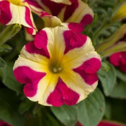 Roots Plants Petunias 20cm Petunia 'Queen Of Hearts' | 1L Pot