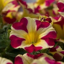 Roots Plants Petunias 20cm Petunia 'Queen Of Hearts' | 1L Pot