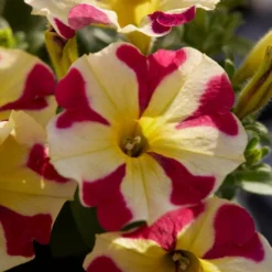 Roots Plants Petunias 20cm Petunia 'Queen Of Hearts' | 1L Pot