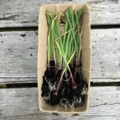 Roots Plants 20 Organic 'Red Baron' Red Onion Plants