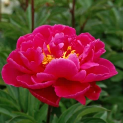 Roots Plants Peony 'Karl Rosenfield' | 3L Pot Perennials
