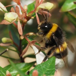 Roots Plants Abelia Sunshine Daydream 13 Roots Plants Abelia Sunshine Daydream