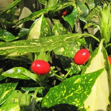 Roots Plants Aucuba Japonica Crotonifolia All Shrubs 5 Roots Plants Aucuba Japonica Crotonifolia All Shrubs