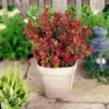 Roots Plants All Shrubs Berberis 'Admiration' | Japanese Barberry