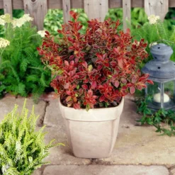 Roots Plants All Shrubs Berberis 'Admiration' | Japanese Barberry