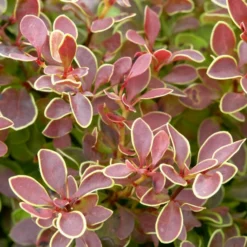 Roots Plants All Shrubs Berberis 'Admiration' | Japanese Barberry