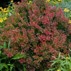 Roots Plants All Shrubs Berberis 'Admiration' | Japanese Barberry