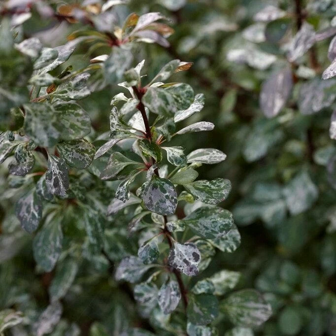 Roots Plants Berberis 'Harlequin' | Japanese Barberry 4 Roots Plants Berberis 'Harlequin' | Japanese Barberry