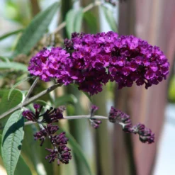 Roots Plants Buddleja Davidii Black Knight | Butterfly Bush All Shrubs