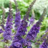 Roots Plants Buddleja Davidii Empire Blue | Butterfly Bush All Shrubs