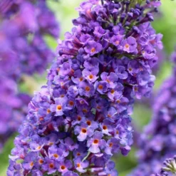 Roots Plants Buddleja Davidii Empire Blue | Butterfly Bush All Shrubs