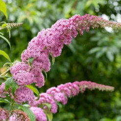 Roots Plants Buddleja Davidii Pink Delight | Butterfly Bush All Shrubs