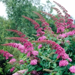 Roots Plants Buddleja Davidii Pink Delight | Butterfly Bush All Shrubs