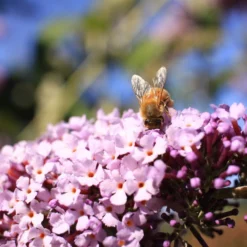 Roots Plants Buddleja Davidii Pink Delight | Butterfly Bush All Shrubs