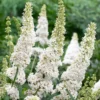 Roots Plants Buddleja Davidii White Profusion | Butterfly Bush