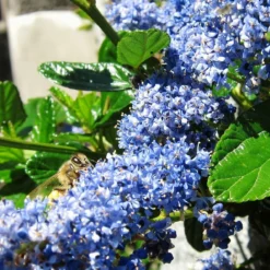 Roots Plants Ceanothus Southmead