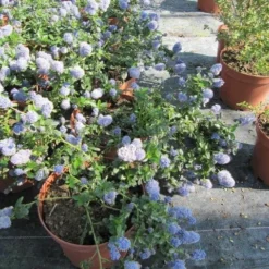 Roots Plants Ceanothus Thrysiflorus Repens