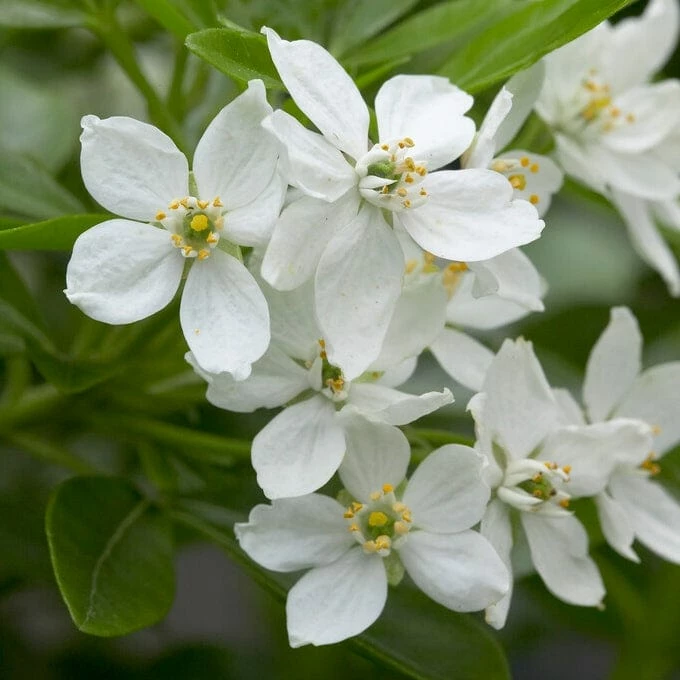 Roots Plants All Shrubs Mexican Orange Blossom | Choisya Ternata 3 Roots Plants All Shrubs Mexican Orange Blossom | Choisya Ternata