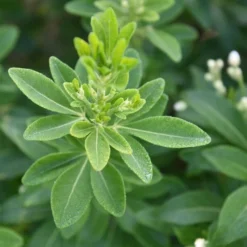 Roots Plants All Shrubs Mexican Orange Blossom | Choisya Ternata 7 Roots Plants All Shrubs Mexican Orange Blossom | Choisya Ternata