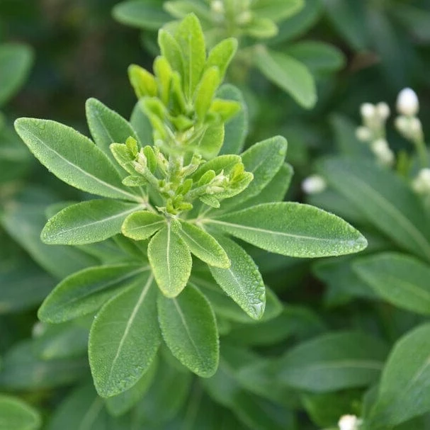 Roots Plants All Shrubs Mexican Orange Blossom | Choisya Ternata 5 Roots Plants All Shrubs Mexican Orange Blossom | Choisya Ternata