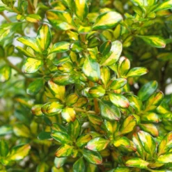 Roots Plants Coprosma Lemon And Lime