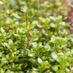 Roots Plants Coprosma Lemon And Lime