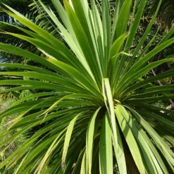 Roots Plants Cordyline Australis | New Zealand Palm
