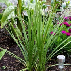 Roots Plants Cordyline Australis | New Zealand Palm 9 Roots Plants Cordyline Australis | New Zealand Palm