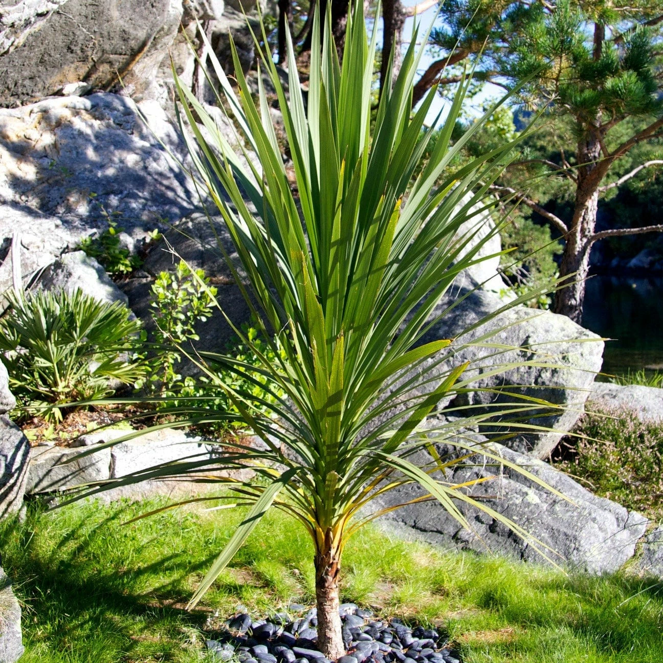 Roots Plants Cordyline Australis | New Zealand Palm 6 Roots Plants Cordyline Australis | New Zealand Palm