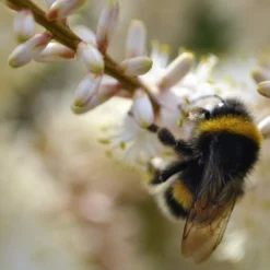 Roots Plants Cordyline Australis | New Zealand Palm 11 Roots Plants Cordyline Australis | New Zealand Palm