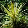 Roots Plants Cordyline Torbay Dazzler | New Zealand Palm 1 Roots Plants Cordyline Torbay Dazzler | New Zealand Palm