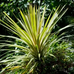 Roots Plants Cordyline Torbay Dazzler | New Zealand Palm